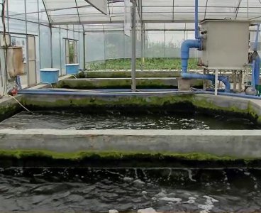 水上种菜水下养鱼技术 水中种植养殖技术