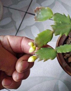 蟹爪兰掉花苞的原因 蟹爪兰为何花苞掉落？