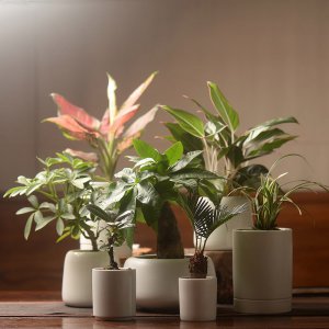 适合室内盆栽的花卉 适合种植在室内的花卉