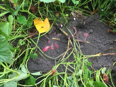 地瓜生长期多少天 地瓜需要多少天生长？