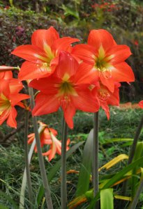 朱顶红的花语 花语以朱顶红
花语猩红色的朱顶红