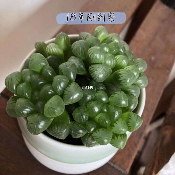 玉露春天可以闷养吗