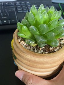 玉露春天多久浇一次水 春天的玉露需要多久浇一次水？