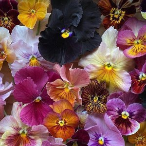 三色堇花语 三色堇花的含义