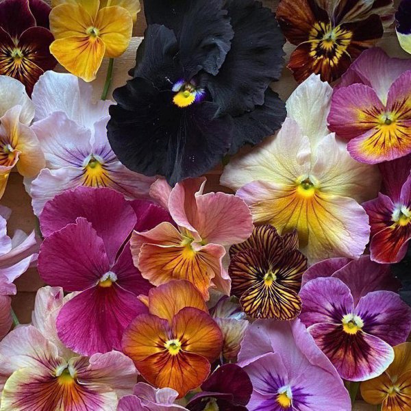 三色堇花语
