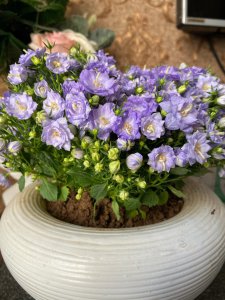 丹麦风铃花语 丹麦铃花的寓意