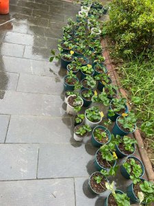 盆栽草莓苗可以淋雨吗 盆栽草莓苗可不可以被雨淋？