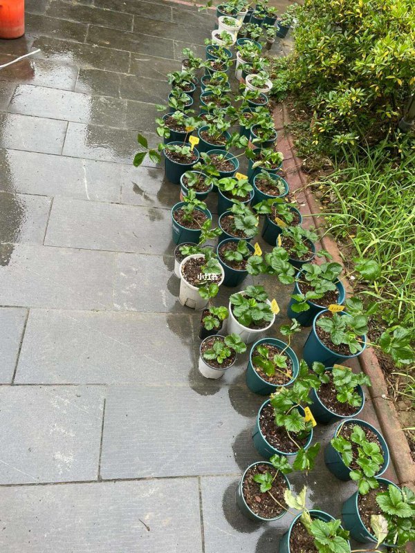 盆栽草莓苗可以淋雨吗