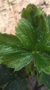 草莓叶能吃吗 草莓植物的叶子可否食用？