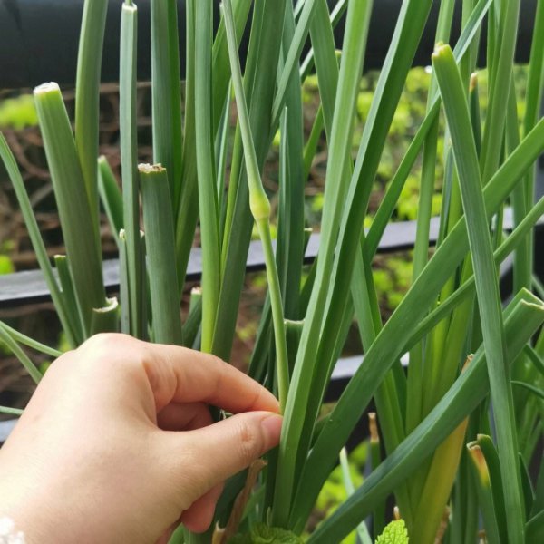 蒜薹是蒜长成的吗