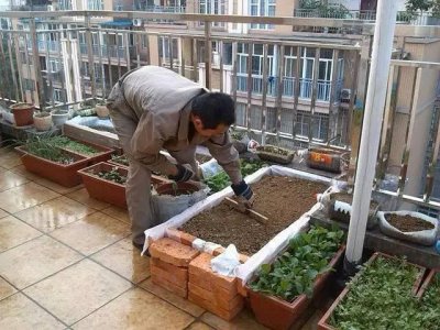 楼顶可以直接铺土种菜吗 可以在楼顶直接种菜吗？