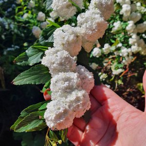 绣线菊的花语与寓意 绣球花的花语和象征意义