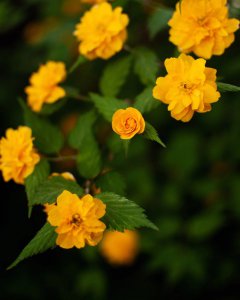 重瓣棣棠花花语 重瓣棣棠花的花语