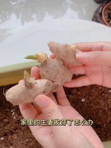 生姜不催芽可以直接种吗 生姜可直接种植而无需催芽吗？