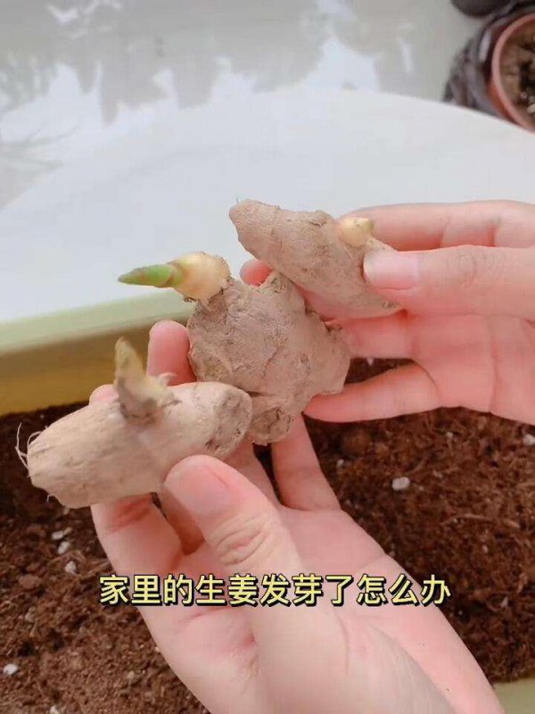 生姜不催芽可以直接种吗