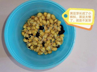 黄豆芽不出芽的原因 黄豆芽发芽失败的原因