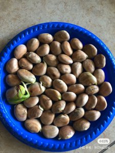 菠萝蜜的籽能种吗 菠萝蜜籽可以种植吗？