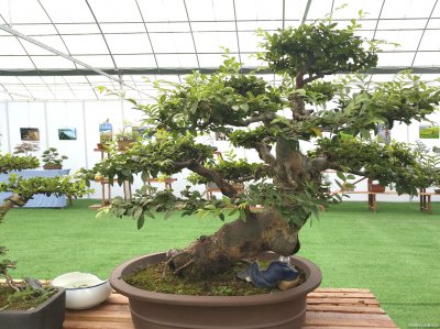 榆树盆景换盆后什么时候浇水 榆树盆景换盆后多久浇水合适？