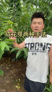 大樱桃移栽怎样生根快 大樱桃移植如何快速扎根