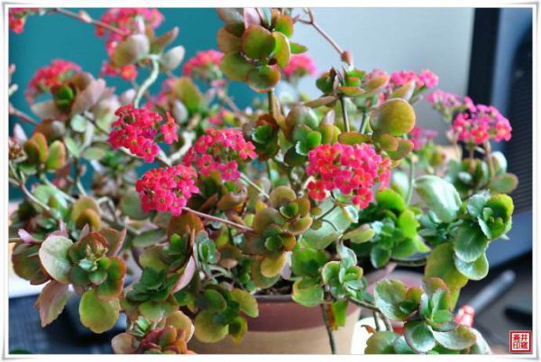 伽蓝菜是长寿花吗