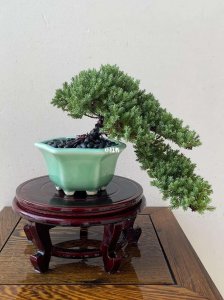 珍珠柏盆景浇水方法 珍珠柏盆景的正确浇水方式