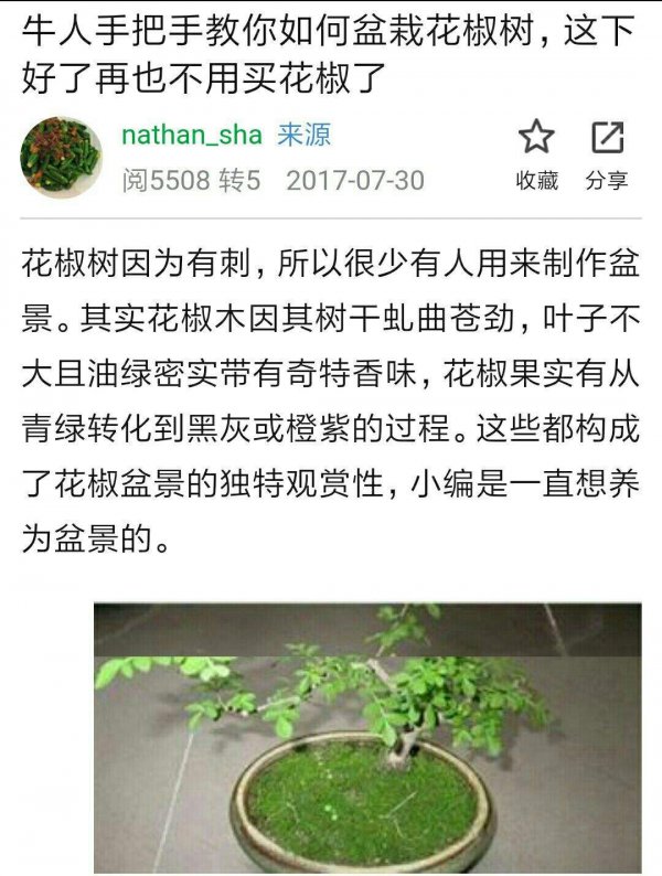 朝天椒盆栽种植方法