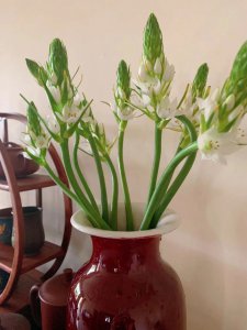 雀梅的花语和寓意 雀梅的象征意义和花言著意