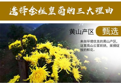 黄金菊的花语和寓意 黄金菊的花语和象征意义