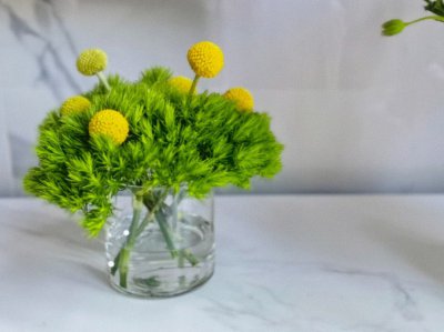 绿毛球花语是什么 绿毛球的花语是什么？