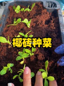 椰砖种菜的详细方法 种椰砖菜的详细方法
种椰砖的步骤