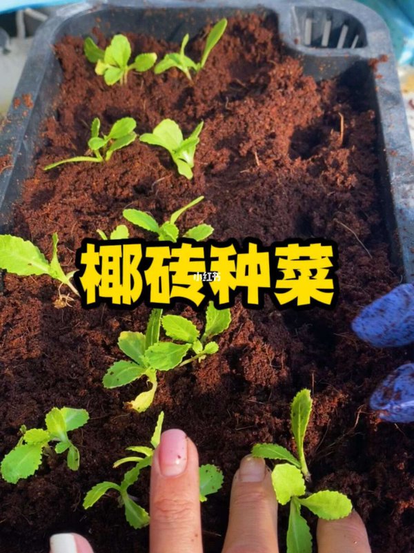 椰砖种菜的详细方法