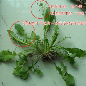荠菜和婆婆丁是同一种菜吗 荠菜和婆婆丁是相同的吗？