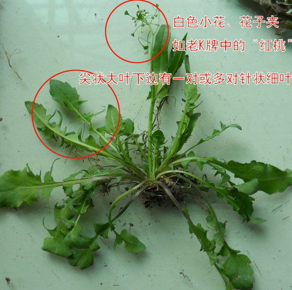 荠菜和婆婆丁是同一种菜吗