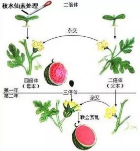 无籽西瓜没有种子的原因 为什么无籽西瓜不含种子？