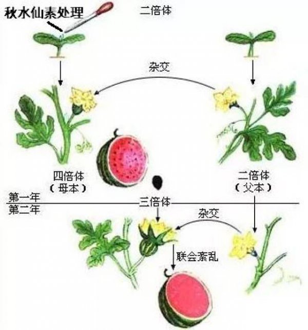 无籽西瓜没有种子的原因