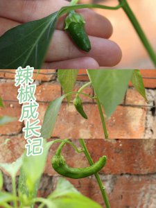 下雨天可以种辣椒吗 可以在下雨天种辣椒吗？