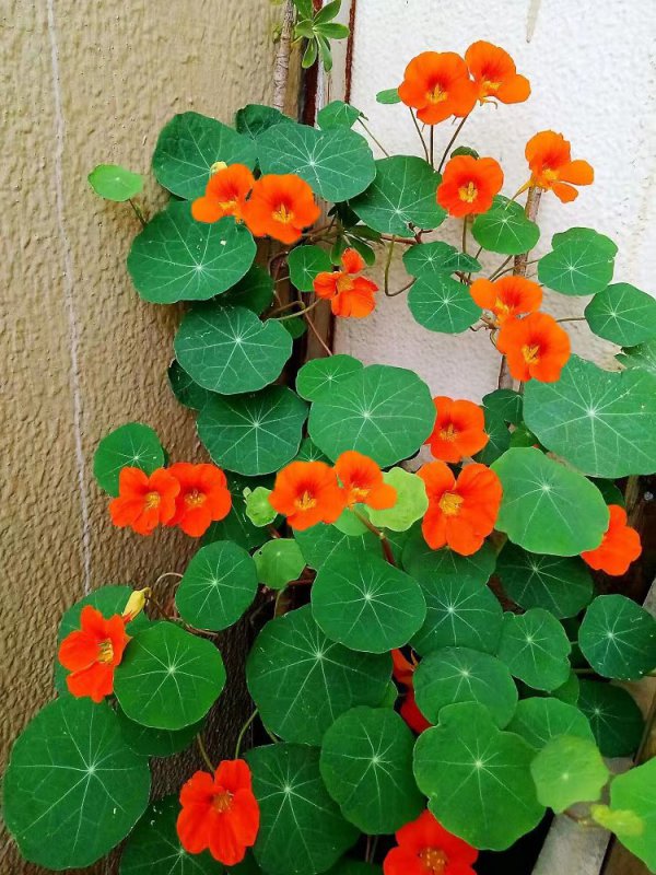 旱金莲花的寓意