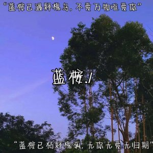 蓝桉的花语 蓝桉的象征含义