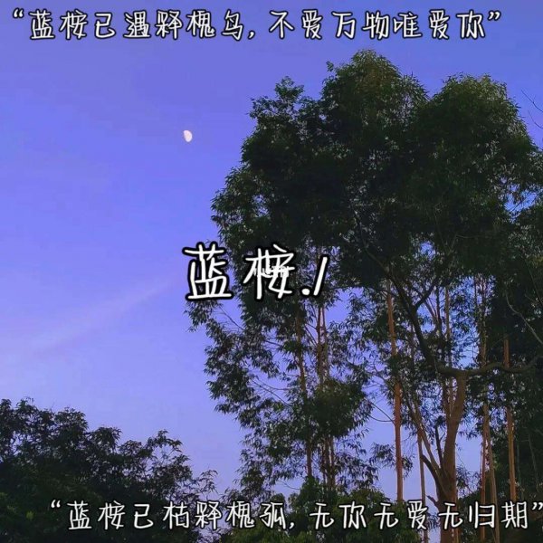 蓝桉的花语