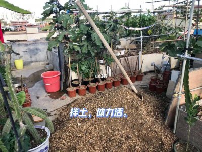 种菜之前要对土怎么处理 种菜前如何处理土壤？