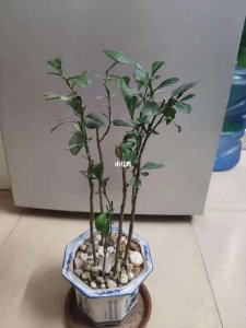 盆栽柚子长大了怎么办 盆栽柚子生长过大了怎么处理？