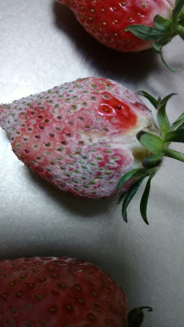 草莓上面有白色的雾状是什么东西