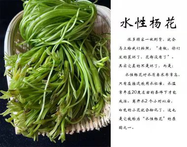 海菜花为啥叫水性杨花 为什么海菜花被称为水中的杨花？