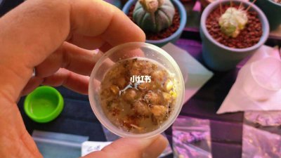生石花的种子怎么取 怎样收集生石花种子？