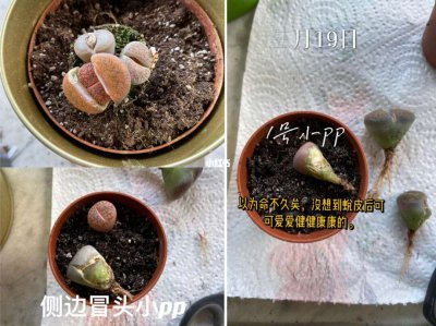 生石花叶子化水怎么办 生石花叶子溶解问题解决方法