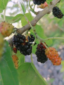 桑葚梗能吃吗 桑葚?？墒秤寐穑?/></i><h2>桑葚梗能吃吗 桑葚?？墒秤寐穑?/h2><p>为网友们详解桑葚梗能吃吗的花花草草话题，接下来小编为您详细解答桑葚梗能吃吗桑葚果实中间的梗是可以吃的。很多人在吃桑葚的时候，都喜欢拿着梗</p></a></li>
          </ul>
        </div>
      </div>
    </div>
    <div   id=