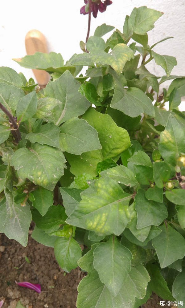 蓝豆叶子萎缩原因