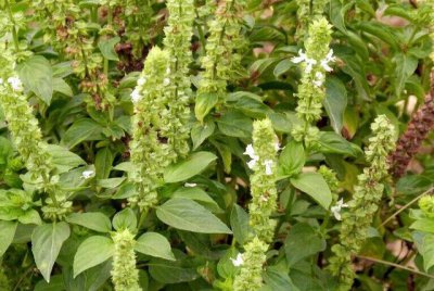 九层塔和荆芥是同一种菜吗 九层塔和荆芥是同一植物吗？