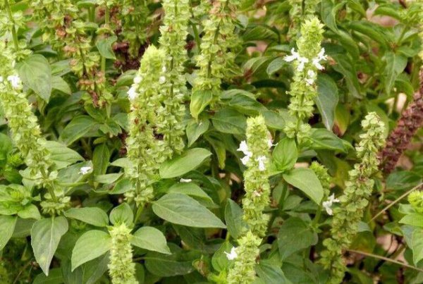 九层塔和荆芥是同一种菜吗