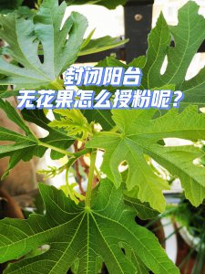 怎么判断无花果树死了没有 如何确定无花果树是否已经死亡？